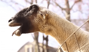 De 14 meest hilarische video's van schreeuwende geit