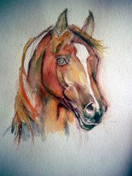 Akvarelli hevosmaalausta
