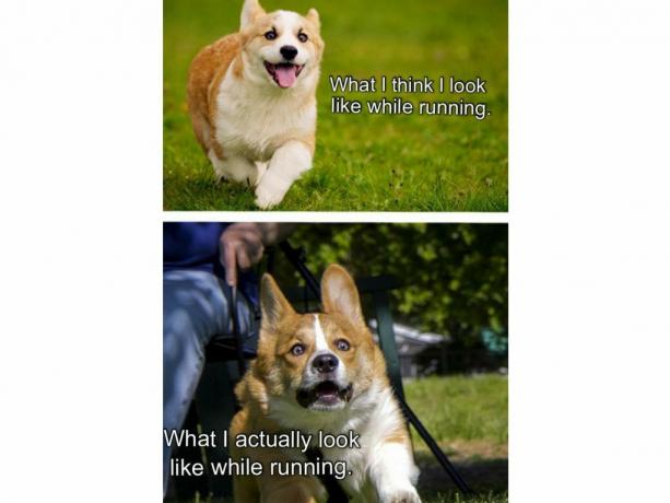 Twee afbeeldingen van rennende honden in een " Hoe ik denk dat ik eruit zie" meme.