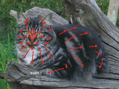 猫の絵：毛皮の地図