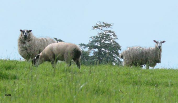 ცხვარი ძოვს მწვანე ბალახზე შოტლანდიაში.