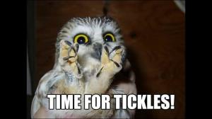 Bedårende Sinister Owl Memes Beat Cat Memes Any Day
