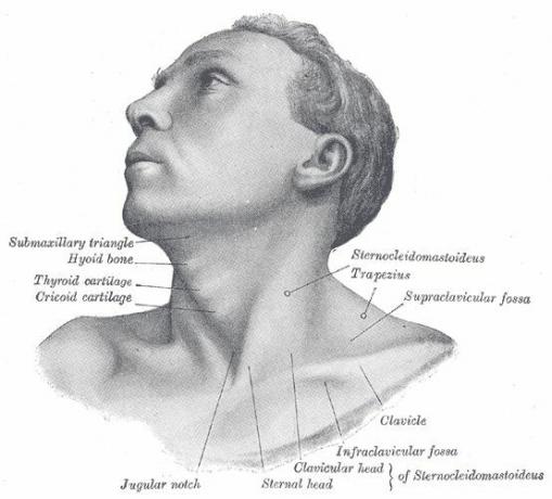 Struktur leher