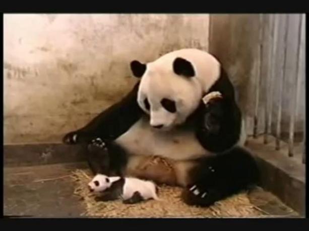 Captură de ecran cu un videoclip viral cu un bebeluș panda care strănută