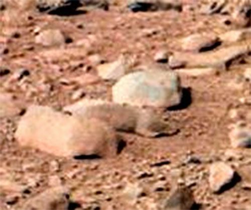 " Roditore" sull'immagine di Marte