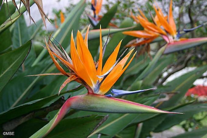 ภาพถ่ายอ้างอิงสำหรับศิลปิน: Flowers Strelitzia หรือ Bird of Paradise