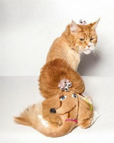 Kat met een poedelontwerp kapsel