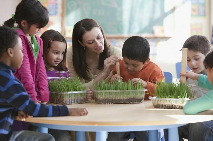 Profesor midiendo plantas con alumnos en el aula