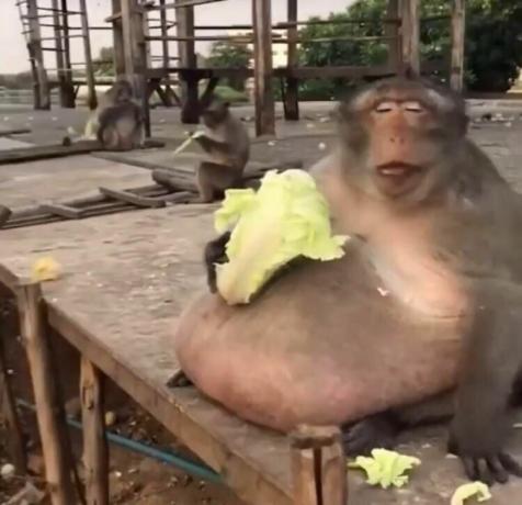labai riebi beždžionė, valganti salotas