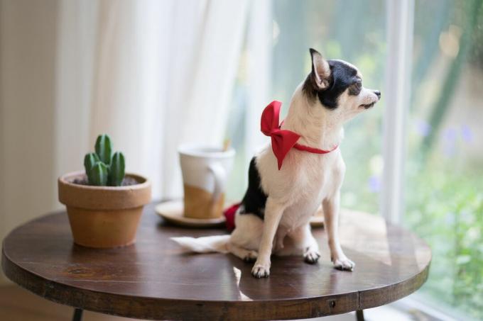 mali ši hua hua pas sedi na drvenom stolu sa crvenim ovratnikom blizu prozora