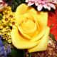 Sarı güller, diğer şeylerin yanı sıra iki kişi arasında paylaşılan dostluğu temsil eder. Bu Sevgililer Günü'nde bir arkadaşınıza hediye vermek için iyi bir seçenek. Onlar platonik bir gül rengidir.