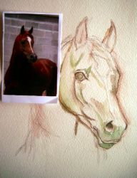 Aquarel paard schilderen