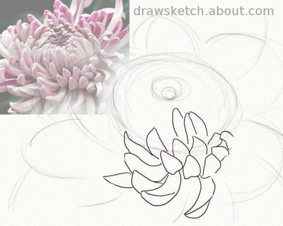 Début d'un dessin de chrysanthème