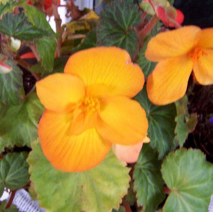 Zdjęcia referencyjne kwiatów dla artystów: Begonia