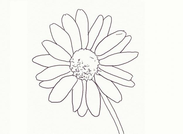 Skizziertes Bild eines Gänseblümchens auf weißem Hintergrund.