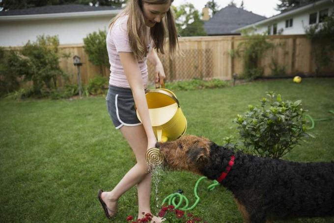 Fille regardant chien boire de l'eau arrosoir arrière-cour