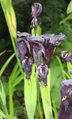 黒または紫の菖蒲を描くための参照写真