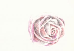 Hoe teken je een roos in kleurpotlood?