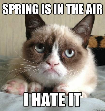 Jarní meme Grumpy Cat