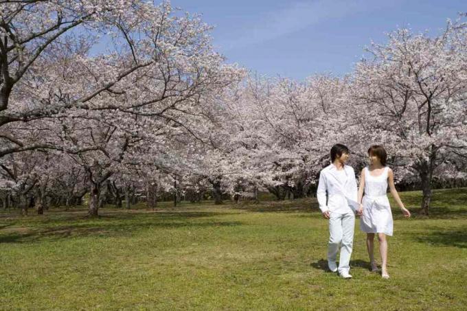 Мужчина и женщина, идущие через цветущие сакуры.