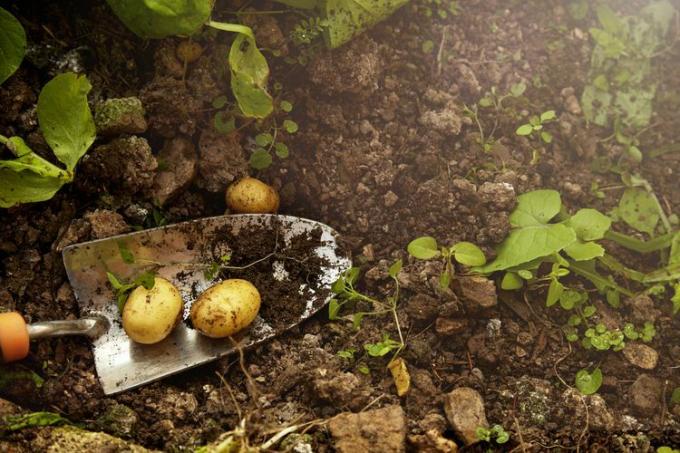 Златни картофи Юкон, прясно изкопани от земята