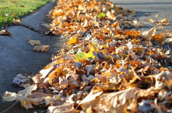Tas de feuilles sèches dans la rue.