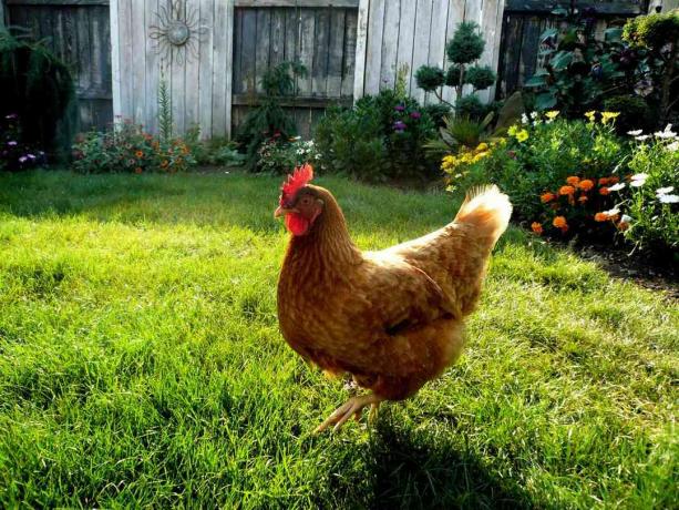 Ayam halaman belakang