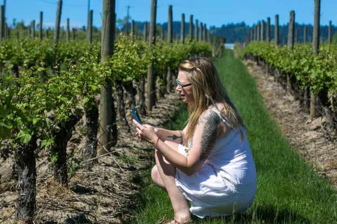 Женщина фотографирует виноградную лозу на винограднике Адельсхайм.