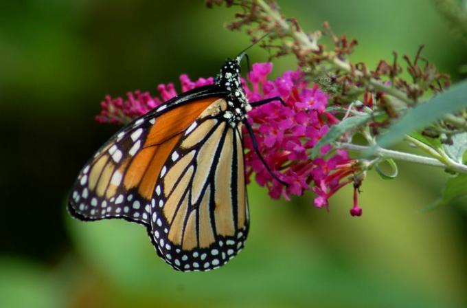 Монарх върху цвете от пеперуден храст.