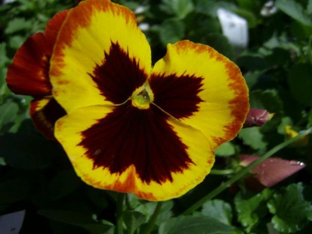 Flower Reference Photos for Artists: Pansy