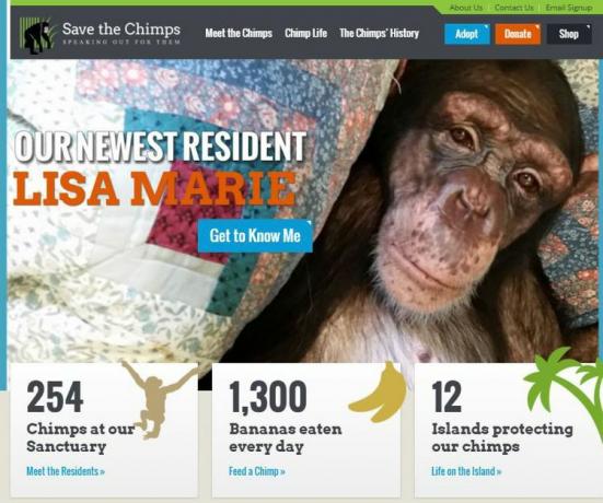 Спасете шимпанзетата