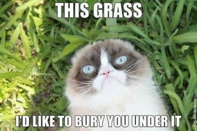 Zöld fűben heverő morcos macska alá akar temetni