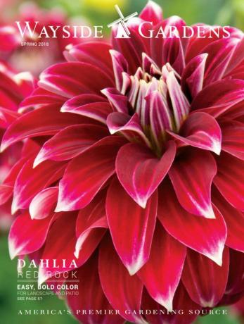 Der Wayside Gardens-Katalog Frühjahr 2018