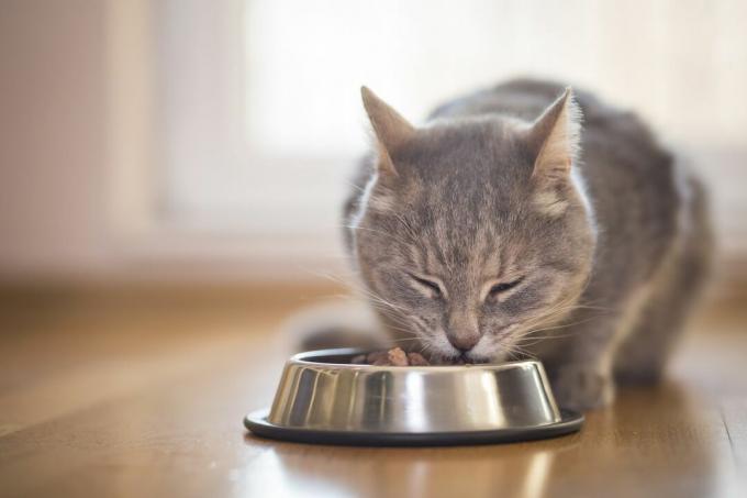 Katt som äter ur en skål