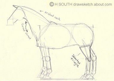 馬を描くステップ3-アウトライン