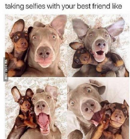 Dois cachorros em quatro imagens diferentes com texto: tirando selfies com seu melhor amigo, como