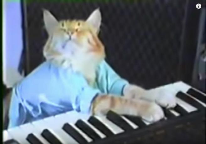 Screenshot van virale meme Keyboard Cat