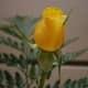 Sarı güller ayrıca kıskançlığı da temsil eder, bu da belki de ayrılık çiçeği olarak kabul edilmelerinin nedenlerinden biridir.