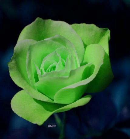 Referenzfotos für Künstler: Blumen und Rosen