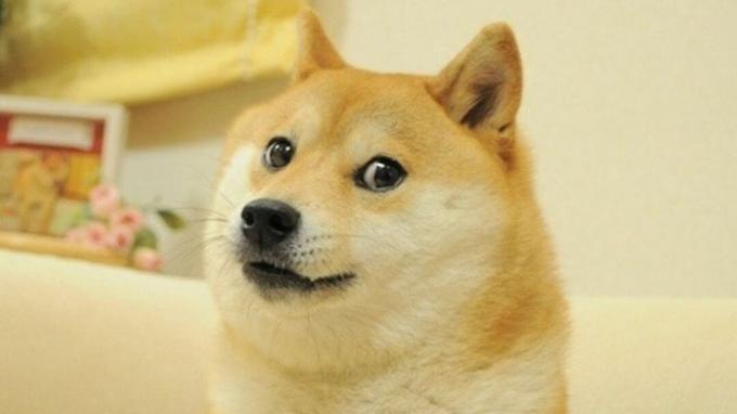 Куче Шиба ину, хвърлящо поглед встрани във вирусен мем за дожите