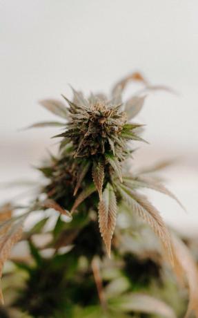 Wie man die Cannabisreform auf lokaler und bundesstaatlicher Ebene unterstützt