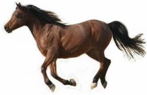 Научете как да нарисувате бягащ кон