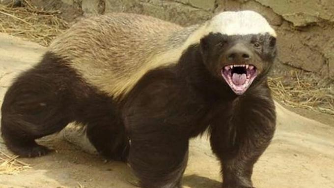 Randall de dierenverteller van Honey Badger, die een virale meme werd