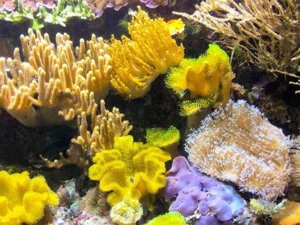 Korall skönhet och färger