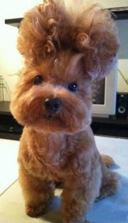 Pies z bufiastą fryzurą