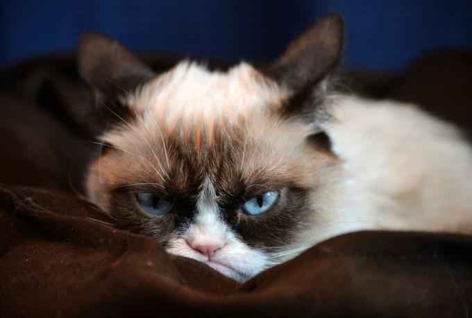 Grumpy Cat er et populært meme