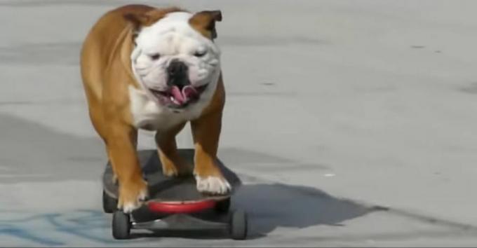 Tillman die Skateboard-Bulldogge aus viralem Video