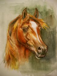 Pintura acuarela de caballos