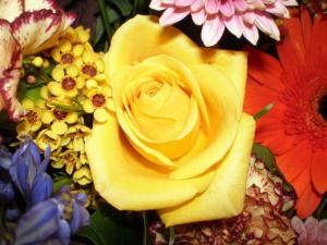 ماذا تعني ألوان الزهور في العلاقات؟