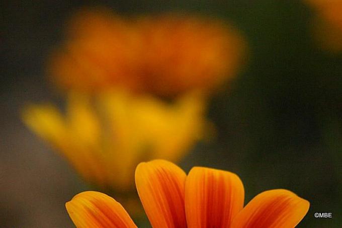 ภาพถ่ายอ้างอิงสำหรับศิลปิน: ดอกไม้และดอกเดซี่